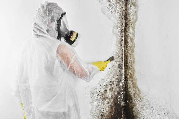 Best Affordable Mold Removal  in Charles Town, WV