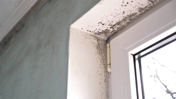 Best Residential Mold Removal  in Charles Town, WV