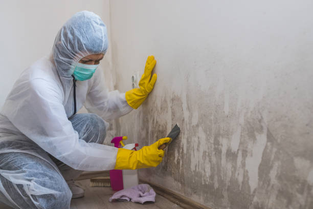 Best Local Mold Removal Service  in Charles Town, WV