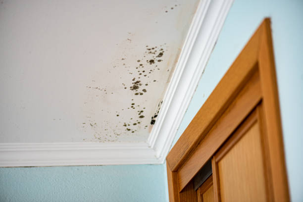 Best Same-Day Mold Removal  in Charles Town, WV