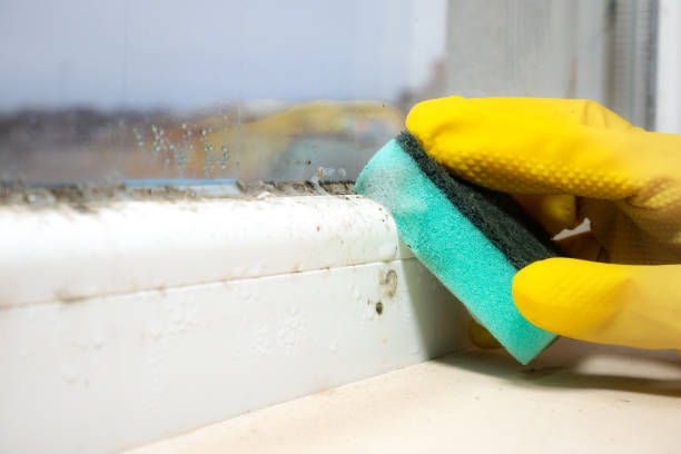 Best Attic Mold Removal  in Charles Town, WV