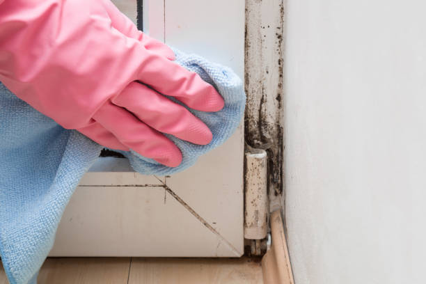 Professional Mold Removal in Charles Town, WV